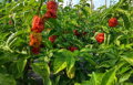 Brown Bhutlah vetőmag