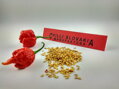 Carolina Reaper Red vetőmag