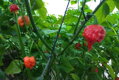 Carolina Reaper Red vetőmag