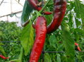 Cayenne chilli vetőmag