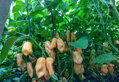 Habanero Yellow vetőmag
