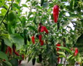 Jalapeno chilli vetőmag