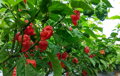 Trinidad Scorpion Red vetőmag