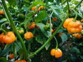 Trinidad Scorpion Yellow vetőmag 