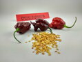 Trinidad Scorpion Chocolate vetőmag