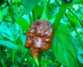Trinidad Scorpion Chocolate vetőmag
