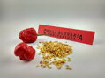 Trinidad Scorpion Red vetőmag