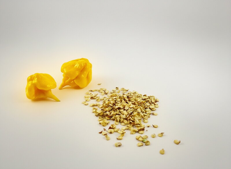 Carolina Reaper Yellow vetőmag