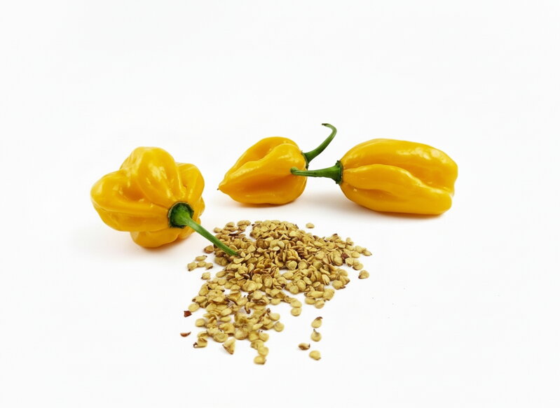 Habanero Yellow vetőmag