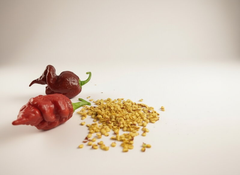 Trinidad Scorpion Chocolate vetőmag